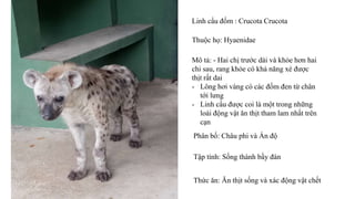 Linh cẩu đốm : Crucota Crucota
Mô tả: - Hai chị trước dài và khỏe hơn hai
chi sau, rang khỏe có khả năng xé được
thịt rất dai
- Lông hơi vàng có các đốm đen từ chân
tới lưng
- Linh cẩu được coi là một trong những
loài động vật ăn thịt tham lam nhất trên
cạn
Phân bố: Châu phi và Ấn độ
Tập tính: Sống thành bầy đàn
Thức ăn: Ăn thịt sống và xác động vật chết
Thuộc họ: Hyaenidae
 