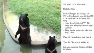 Gấu ngựa: Ursus thibetanus
Thuộc họ: Gấu
Mô tả: Gấu ngựa dài khoảng 1,30 -
1,90 m. Con đực cân nặng khoảng 110
– 150 kg và con cái là khoảng 65 –
90 kg
- Màu đen với hình chữ "V" đặc
trưng màu trắng hay kem trên ngực,
vuốt sắc
- Lông ở mõm ngắn, mịn, màu xám
nhạt. Tai to
Phân bố: Nam và đông nam châu á
Thức ăn: Gấu ngựa là loài ăn tạp
Sinh sản: mang thai 8 tháng, mỗi lứa
đẻ 2-3 con
 