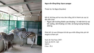 Ngựa vằn đồng bằng: Equus quagga
Mô tả: bộ lông với hai màu đen trắng, bố trí thành các sọc từ
đầu đến chân
- Ngựa vằn trưởng thành cao khoảng 1,4 mét tính từ vai
trở xuống, dài khoảng 2,3 mét, và trọng lượng khoảng
230 kg
Thuộc họ: Họ Ngựa (Equidea)
Phân bố: từ nam Ethiopia trải dài qua miền đông châu phi tới
Angola và Nam phi
Sách đỏ Việt Nam 2007:
Sách đỏ IUCN : LC
NĐ32 :
Cites : PL1
 