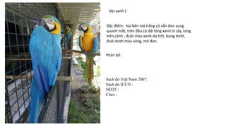 Vẹt xanh (
Đặc điểm: hai bên má trắng có vằn đen xung
quanh mắt, trên đầu có dải lông xanh lá cây, lưng
trên,cánh , đuôi màu xanh da trời, bụng dưới,
đuôi dưới màu vàng, mỏ đen.
Phân bố:
Sách đỏ Việt Nam 2007:
Sách đỏ IUCN :
NĐ32 :
Cites :
 