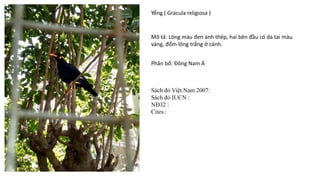 Yểng ( Gracula religiosa )
Mô tả: Lông màu đen ánh thép, hai bên đầu có da tai màu
vàng, đốm lông trắng ở cánh.
Phân bố: Đông Nam Á
Sách đỏ Việt Nam 2007:
Sách đỏ IUCN :
NĐ32 :
Cites :
 