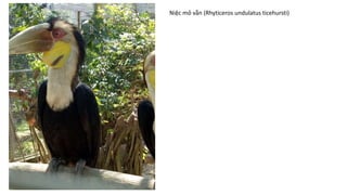 Niệc mỏ vằn (Rhyticeros undulatus ticehursti)
 