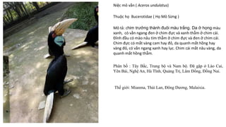 Niệc mỏ vằn ( Aceros undulatus)
Thuộc họ Bucerotidae ( Họ Mỏ Sừng )
Mô tả: chim trưởng thành đuôi màu trắng. Da ở họng màu
xanh, có vằn ngang đen ở chim đực và xanh thẫm ở chim cái.
Đỉnh đầu có mào nâu tím thẫm ở chim đực và đen ở chim cái.
Chim đực có mắt vàng cam hay đỏ, da quanh mắt hồng hay
vàng đỏ, có vằn ngang xanh hay lục. Chim cái mắt nâu vàng, da
quanh mắt hồng thẫm.
Phân bố : Tây Bắc, Trung bộ và Nam bộ. Đã gặp ở Lào Cai,
Yên Bái, Nghệ An, Hà Tĩnh, Quảng Trị, Lâm Đồng, Đồng Nai.
Thế giới: Mianma, Thái Lan, Đông Dương, Malaixia.
 