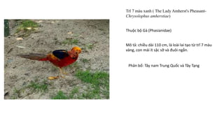 Trĩ 7 màu xanh ( The Lady Amherst's Pheasant-
Chrysolophus amherstiae)
Mô tả: chiều dài 110 cm, là loài lai tạo từ trĩ 7 màu
vàng, con mái ít sặc sỡ và đuôi ngắn.
Thuộc bộ Gà (Phasianidae)
Phân bố: Tây nam Trung Quốc và Tây Tạng
 