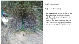 Công ( Pavo munticus )
Thuộc bộ Gà (Phasianidae)
Mô tả :Chim trống: Bộ lông có màu lục óng
ánh, đuôi rất dài, có màu lục ánh đồng,
mỗi lông ở mút có sao màu lục xanh, đỏ
đồng, vàng, nâu.
Mào dài, hẹp thẳng đứng, phần mặt của
nó có màu vàng và xanh, khi nó múa đuôi
xòe ra hình nan quạt để thu hút chim cái
 