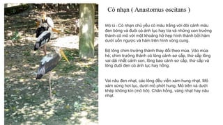 Cò nhạn ( Anastomus oscitans )
Mô tả : Cò nhạn chủ yếu có màu trắng với đôi cánh màu
đen bóng và đuôi có ánh lục hay tía và những con trưởng
thành có mỏ với một khoảng hở hẹp hình thành bởi hàm
dưới uốn ngược và hàm trên hình vòng cung.
Bộ lông chim trưởng thành thay đổi theo mùa. Vào mùa
hè, chim trưởng thành có lông cánh sơ cấp, thứ cấp lông
vai dài nhất cánh con, lông bao cánh sơ cấp, thứ cấp và
lông đuôi đen có ánh lục hay hồng.
Vai nâu đen nhạt, các lông đều viền xám hung nhạt. Mỏ
xám sừng hơi lục, dưới mỏ phớt hung. Mỏ trên và dưới
khép không kín (mỏ hở). Chân hồng, vàng nhạt hay nâu
nhạt.
 