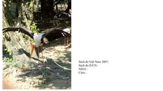 Sách đỏ Việt Nam 2007:
Sách đỏ IUCN :
NĐ32 :
Cites :
 