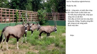 Sao la: Pseudoryx nghetinhensis
Thuộc họ: Bò
Mô tả: - Lông xám, có vệch đen chạy
từ đùi chân trước ra đùi chân sau
- Từ mắt chạy xuống mặt, chạy qua
sống mũi có vệt đen
- Trên đầu có hình trái tim màu đen
- Sừng dài, thẳng. Từ giữa sừng đến
gốc sừng có các vòng xoắn
- Đuôi màu đen
Phân
 