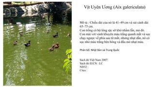 Vịt Uyên Ương (Aix galericulata)
Mô tả : Chiều dài của nó là 41–49 cm và sải cánh dài
65–75 cm.
Con trống có bộ lông sặc sỡ khó nhầm lẫn, mỏ đỏ.
Con mái với vành khuyên màu trắng quanh mắt và sọc
chạy ngược về phía sau từ mắt, nhưng nhạt dần, nó có
sọc nhỏ màu trắng bên hông và đầu mỏ nhạt màu.
Phân bố: Nhật Bản và Trung Quốc
Sách đỏ Việt Nam 2007:
Sách đỏ IUCN : LC
NĐ32 :
Cites :
 