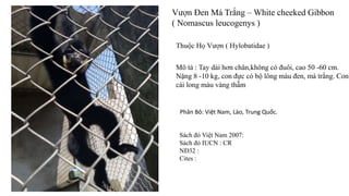 Vượn Đen Má Trắng – White cheeked Gibbon
( Nomascus leucogenys )
Thuộc Họ Vượn ( Hylobatidae )
Mô tả : Tay dài hơn chân,không có đuôi, cao 50 -60 cm.
Nặng 8 -10 kg, con đực có bộ lông màu đen, má trắng. Con
cái long màu vàng thẫm
Phân Bô: Việt Nam, Lào, Trung Quốc.
Sách đỏ Việt Nam 2007:
Sách đỏ IUCN : CR
NĐ32 :
Cites :
 