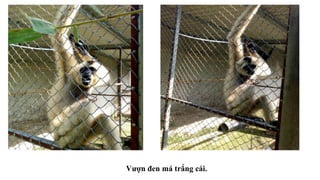 Vượn đen má trắng cái.
 