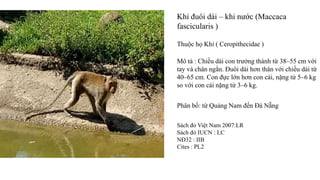 Khỉ đuôi dài – khỉ nước (Maccaca
fascicularis )
Thuộc họ Khỉ ( Ceropithecidae )
Mô tả : Chiều dài con trưởng thành từ 38–55 cm với
tay và chân ngắn. Đuôi dài hơn thân với chiều dài từ
40–65 cm. Con đực lớn hơn con cái, nặng từ 5–6 kg
so với con cái nặng từ 3–6 kg.
Phân bố: từ Quảng Nam đến Đà Nẵng
Sách đỏ Việt Nam 2007:LR
Sách đỏ IUCN : LC
NĐ32 : IIB
Cites : PL2
 