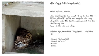 Mèo rừng ( Felis bengalensis )
Thuộc họ Mèo ( Felidae )
Miêu tả: giống mèo nhà, nặng 3 – 5 kg, dài thân 450 –
500mm, dài đuôi 250-290 mm, lông nền màu vàng
trắng, điểm nhiều đốm đen không đều, quanh đốm đen
có viền vàng nâu.
Bụng và chân màu xám trắng.
Phân bố: Nga, Triều Tiên, Trung Quốc,… Việt Nam,
Lào.
Sách đỏ Việt Nam 2007:
Sách đỏ IUCN : LC
NĐ32 :
Cites :
 