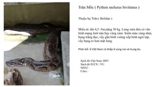 Trăn Mốc ( Python molurus bivittatus )
Thuộc họ Trăn ( Bolidae )
Miêu tả: dài 4,5 -5m,nặng 30 kg. Lưng xám đen có vân
hình mạng lưới nâu hay vàng xám. Sườn màu vàng nhạt,
bụng trắng đục, vẩy gần hình vuông xếp hinh ngói lợp,
vẩy bụng to hơn mặt lưng.
Phân bố: ở Việt Nam có khắp ở vùng núi và trung du.
Sách đỏ Việt Nam 2007:
Sách đỏ IUCN : VU
NĐ32 :
Cites :
 