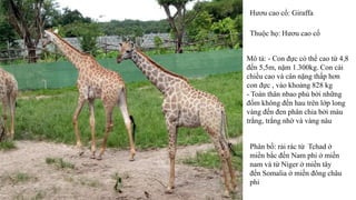 Hươu cao cổ: Giraffa
Thuộc họ: Hươu cao cổ
Mô tả: - Con đực có thể cao từ 4,8
đến 5,5m, nặm 1.300kg. Con cái
chiều cao và cân nặng thấp hơn
con đực , vào khoảng 828 kg
- Toàn thân nbao phủ bởi những
đốm không đền hau trên lớp long
vàng đến đen phân chia bởi màu
trắng, trắng nhờ và vàng nâu
Phân bố: rải rác từ Tchad ở
miền bắc đến Nam phi ở miền
nam và từ Niger ở miền tây
đến Somalia ở miền đông châu
phi
 