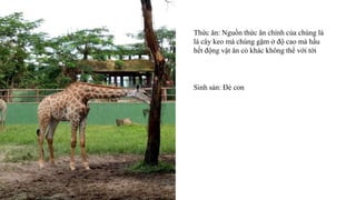 Sinh sản: Đẻ con
Thức ăn: Nguồn thức ăn chính của chúng là
lá cây keo mà chúng gặm ở độ cao mà hầu
hết động vật ăn cỏ khác không thể với tới
 