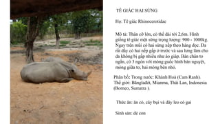 TÊ GIÁC HAI SỪNG
Họ: Tê giác Rhinocerotidae
Mô tả: Thân cỡ lớn, có thể dài tới 2,6m. Hình
giống tê giác một sừng trọng lượng: 900 - 1000kg.
Ngay trên mũi có hai sừng xếp theo hàng dọc. Da
rất dầy có hai nếp gấp ở trước và sau lưng làm cho
da không bị gấp nhiều như áo giáp. Bàn chân to
ngắn, có 3 ngón với móng guốc hình bán nguyệt,
móng giữa to, hai móng bên nhỏ.
Phân bố: Trong nước: Khánh Hoà (Cam Ranh).
Thế giới: Bănglađét, Mianma, Thái Lan, Indonesia
(Borneo, Sumatra ).
Thức ăn: ăn cỏ, cây bụi và dây leo có gai
Sinh sản: đẻ con
 