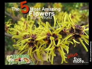 The  Most Amazing  5 Flowers in the World flickr.com/photos/kacey five  plus more… 
