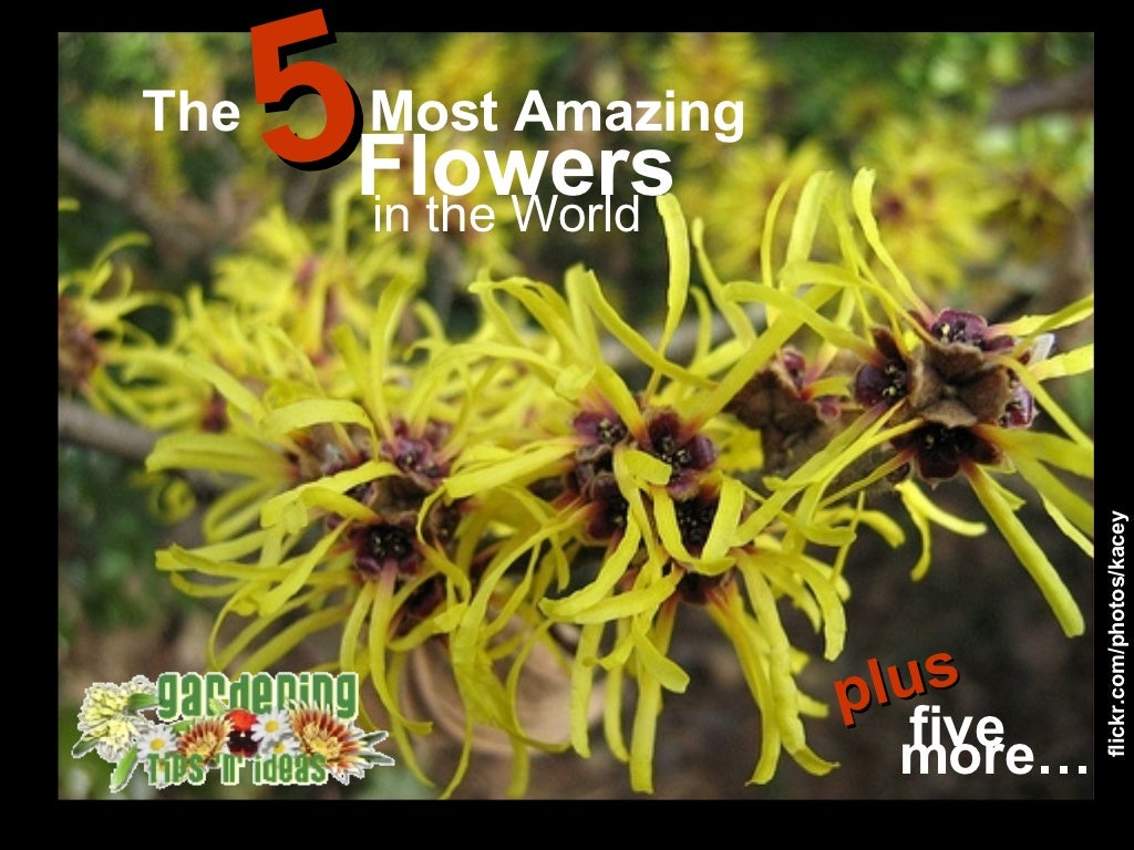 The 10 Most Amazing Flowers in the World