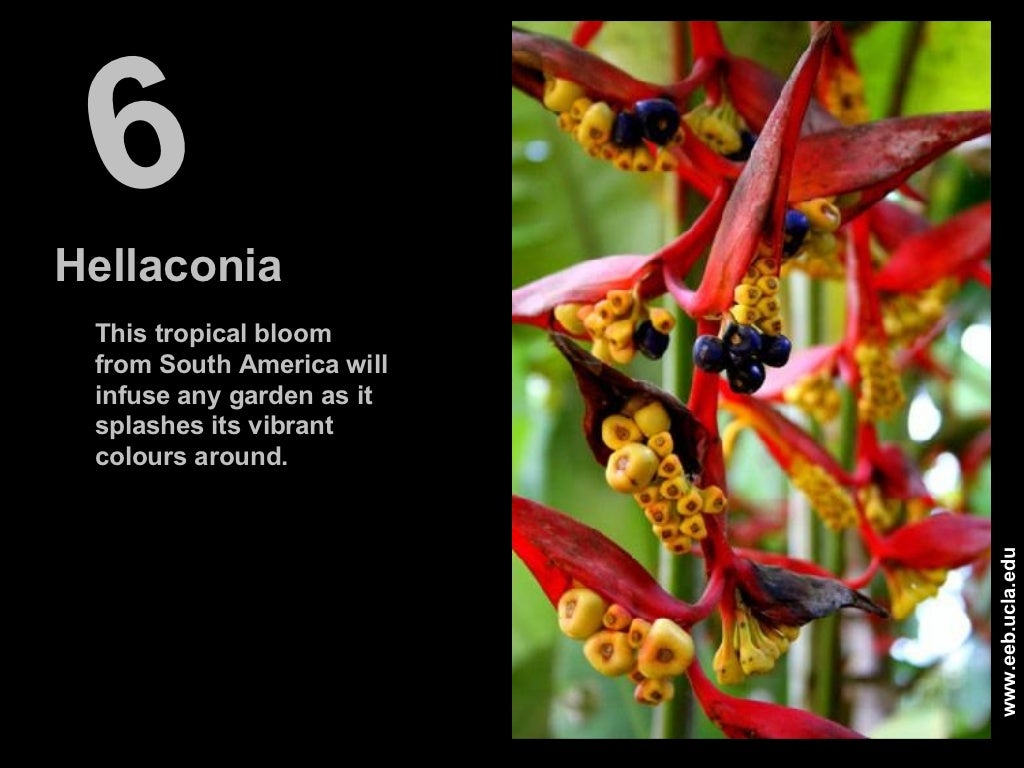 The 10 Most Amazing Flowers in the World