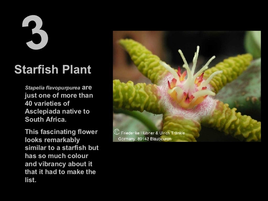 The 10 Most Amazing Flowers in the World