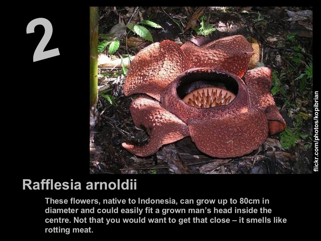 The 10 Most Amazing Flowers in the World