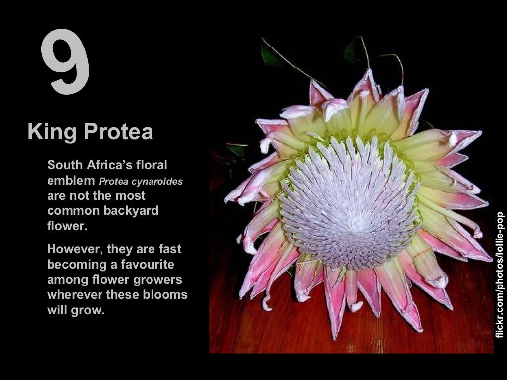 The 10 Most Amazing Flowers in the World