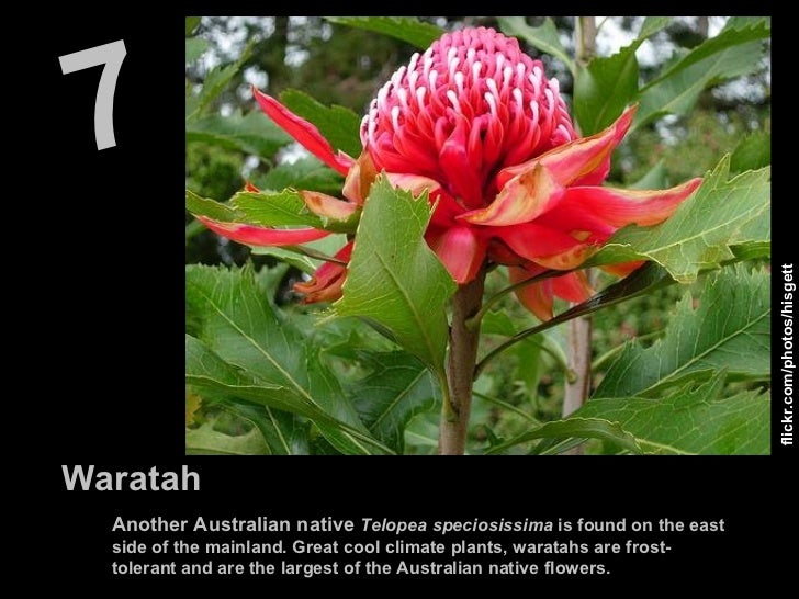 The 10 Most Amazing Flowers in the World