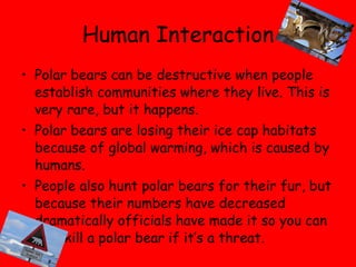 Human Interaction Polar bears can be destructive when people establish communities where they live. This is very rare, but it happens. Polar bears are losing their ice cap habitats because of global warming, which is caused by humans.  People also hunt polar bears for their fur, but because their numbers have decreased dramatically officials have made it so you can only kill a polar bear if it’s a threat. 