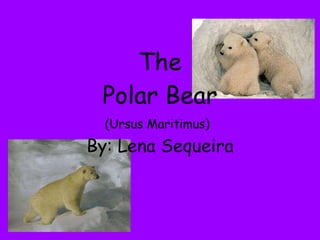 The Polar Bear (Ursus Maritimus)   By: Lena Sequeira 
