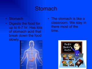 Stomach Stomach Digests the food for up to 6-7 hr. Has lots of stomach acid that break down the food slowly. The stomach is like a classroom. We stay in there most of the time. 