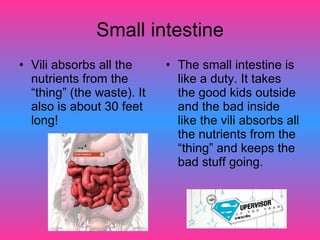 Small intestine Vili absorbs all the nutrients from the “thing” (the waste). It also is about 30 feet long! The small intestine is like a duty. It takes the good kids outside and the bad inside like the vili absorbs all the nutrients from the “thing” and keeps the bad stuff going.  