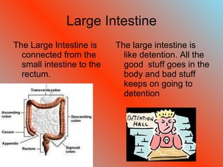 Large Intestine The Large Intestine is connected from the small intestine to the rectum. The large intestine is like detention. All the good  stuff goes in the body and bad stuff keeps on going to detention 