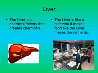 Liver The Liver is a chemical factory that creates chemicals. The Liver is like a cafeteria it makes food like the Liver makes the nutrients.  