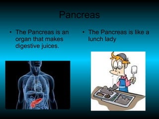 Pancreas The Pancreas is an organ that makes digestive juices. The Pancreas is like a lunch lady 