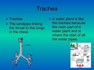 Trachea Trachea The windpipe linking the throat to the lungs in the chest. A water plant is like the trachea because the main part of a water plant and is where the start of all the water pipes.  
