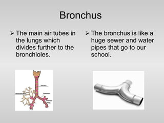 Bronchus  The main air tubes in the lungs which divides further to the bronchioles. The bronchus is like a huge sewer and water pipes that go to our school. 