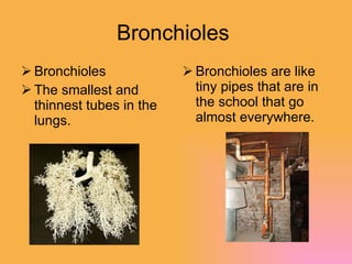 Bronchioles  Bronchioles The smallest and thinnest tubes in the lungs. Bronchioles are like tiny pipes that are in the school that go almost everywhere. 