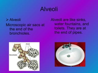 Alveoli Alveoli Microscopic air sacs at the end of the bronchioles. Alveoli are like sinks, water fountains, and toilets. They are at the end of pipes. 