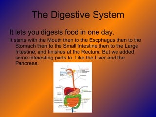 The Digestive System It lets you digests food in one day. It starts with the Mouth then to the Esophagus then to the Stomach then to the Small Intestine then to the Large Intestine, and finishes at the Rectum. But we added some interesting parts to. Like the Liver and the Pancreas.  