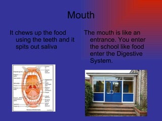 Mouth It chews up the food using the teeth and it spits out saliva  The mouth is like an entrance. You enter the school like food enter the Digestive System.  