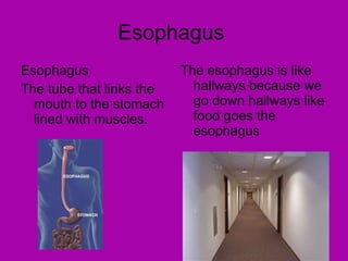 Esophagus  Esophagus The tube that links the mouth to the stomach lined with muscles.  The esophagus is like hallways because we go down hallways like food goes the esophagus  