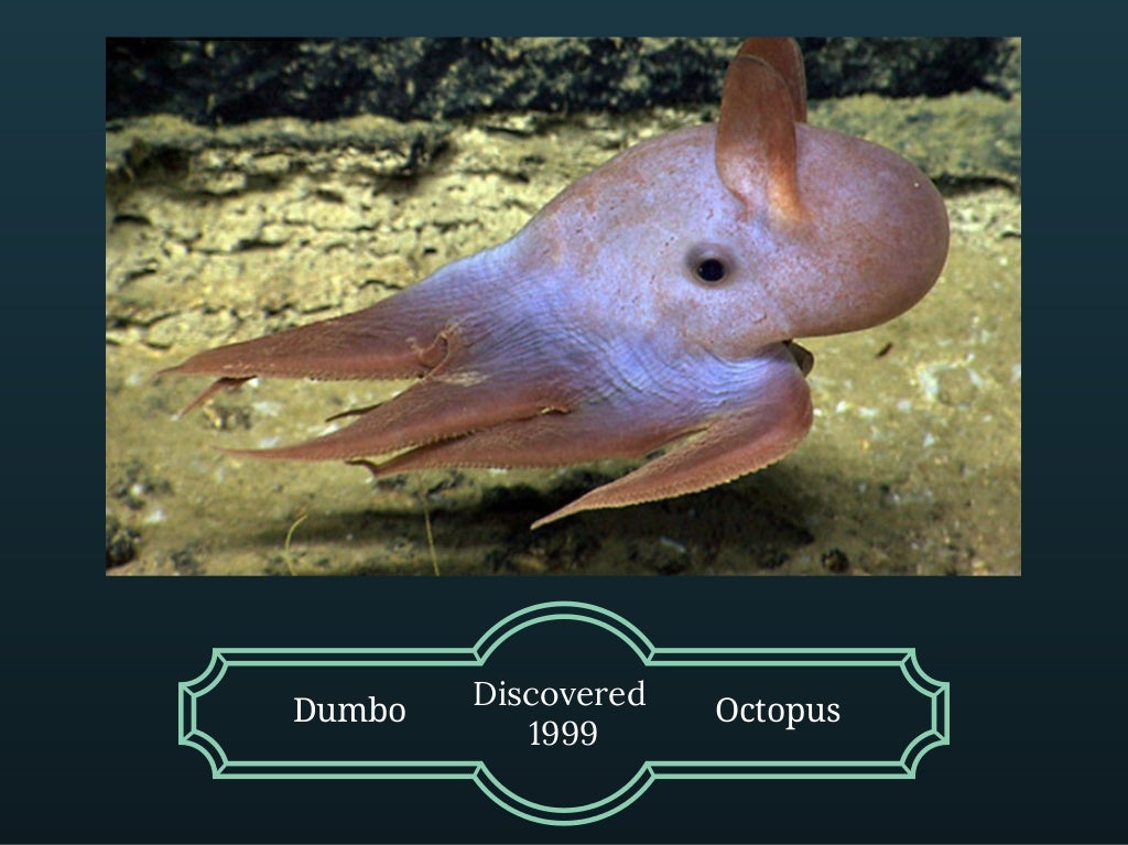The Dumbo Octopus and Facts about it's species