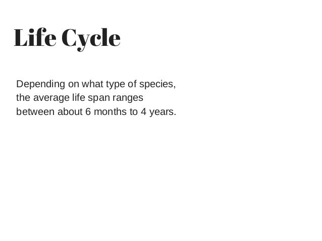 The Dumbo Octopus and Facts about it's species