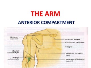 THE ARM
ANTERIOR COMPARTMENT
 