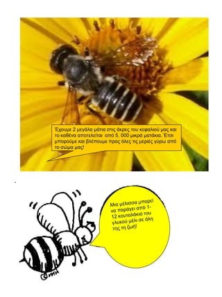 Έχουμε 2 μεγάλα μάτια στις άκρες του κεφαλιού μας και
το καθένα αποτελείται από 5. 000 μικρά ματάκια. Έτσι
μπορούμε και βλέπουμε προς όλες τις μεριές γύρω από
το σώμα μας!

 