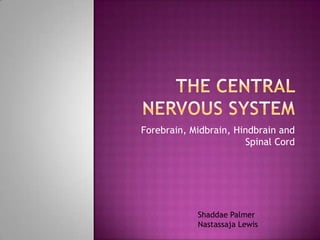 Forebrain, Midbrain, Hindbrain and
Spinal Cord

Shaddae Palmer
Nastassaja Lewis

 