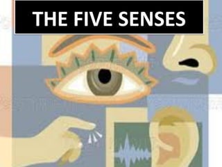 THE FIVE SENSES

 