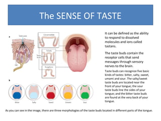 The SENSE OF TASTE
It can be defined as the ability
to respond to dissolved
molecules and ions called
tastans.
The taste buds contain the
receptor cells that send
messages through sensory
nerves to the brain.
Taste buds can recognize five basic
kinds of tastes: bitter, salty, sweet,
umami and sour. The salty/sweet
taste buds are located near the
front of your tongue; the sour
taste buds line the sides of your
tongue; and the bitter taste buds
are found at the very back of your
tongue.
As you can see in the image, there are three morphologies of the taste buds located in different parts of the tongue.

 