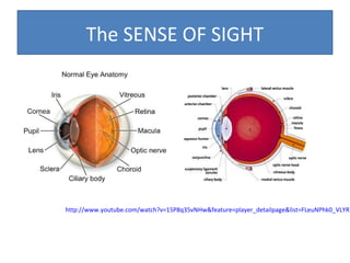 The SENSE OF SIGHT

http://www.youtube.com/watch?v=15P8q35vNHw&feature=player_detailpage&list=FLeuNPhk0_VLYR7

 